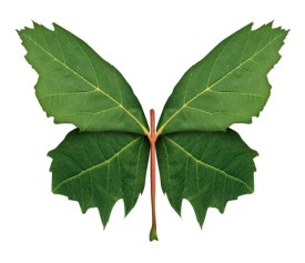 Leaf Butterfly