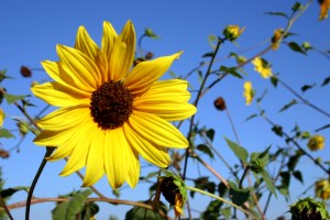 Sunflowers